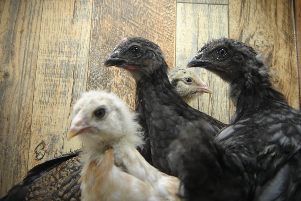 4 Pullet Chicks Week 4